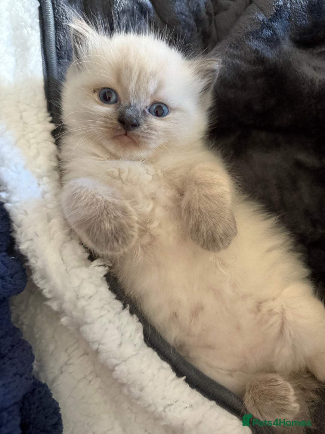 Ragdoll cats for sale: Ragdoll kittens for sale  - Image 7