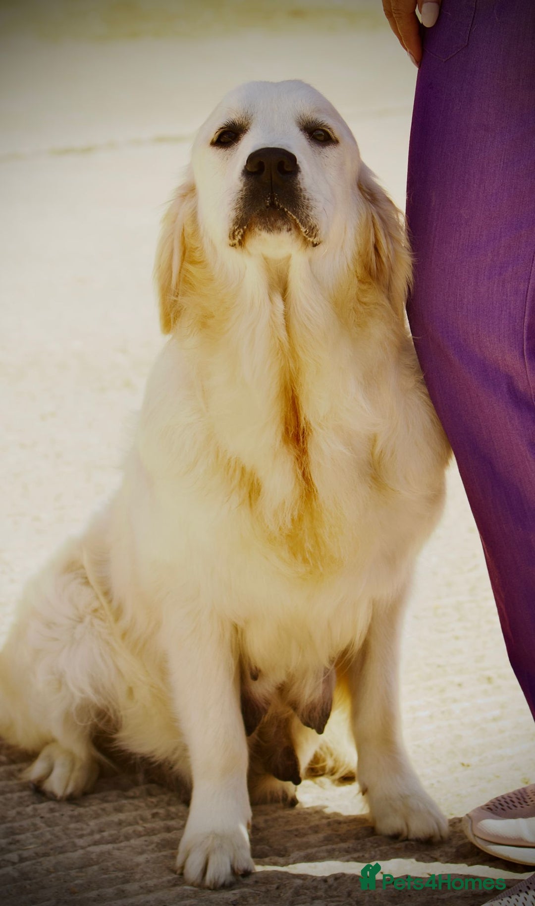 Golden Retriever dogs for sale: Extensively Health Tested English Cream Puppies - Advert 18