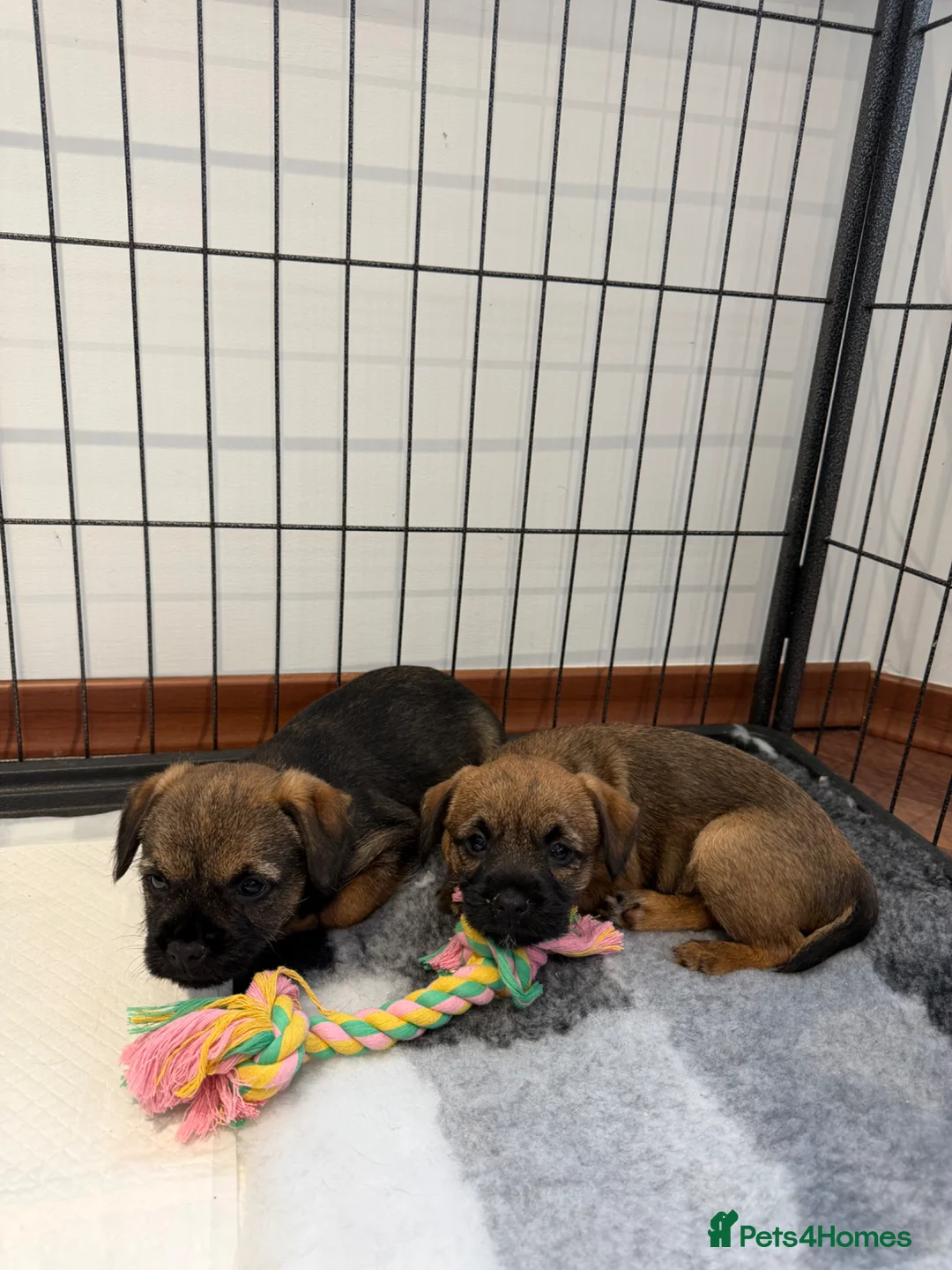 Border Terrier dogs for sale: Border Terrier Puppies For Sale  in Tonbridge - Advert 1