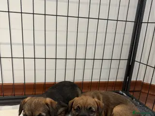 Border Terrier dogs Border Terrier Puppies For Sale - Advert 3