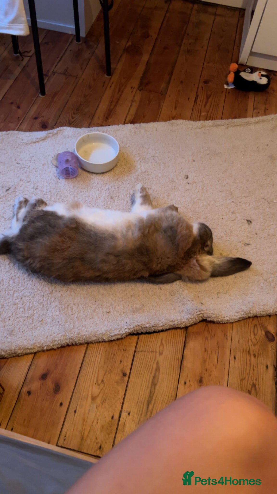 French Lop rabbits for sale: two gorgeous male french lops one giant  in Etchingham - Advert 8