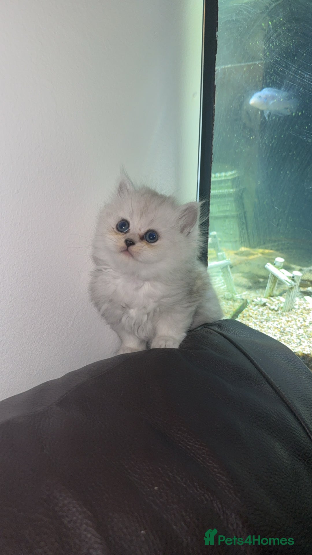 Persian cats for sale: Persian chinchilla kittens  - Advert 32