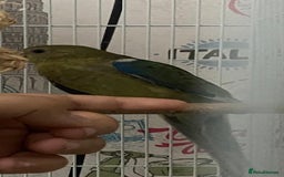 Parakeets birds for sale: Young female red rump  - Image 10