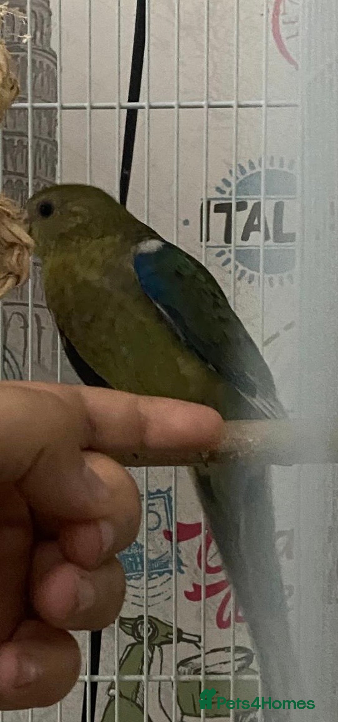 Parakeets birds for sale: Young female red rump  - Image 10