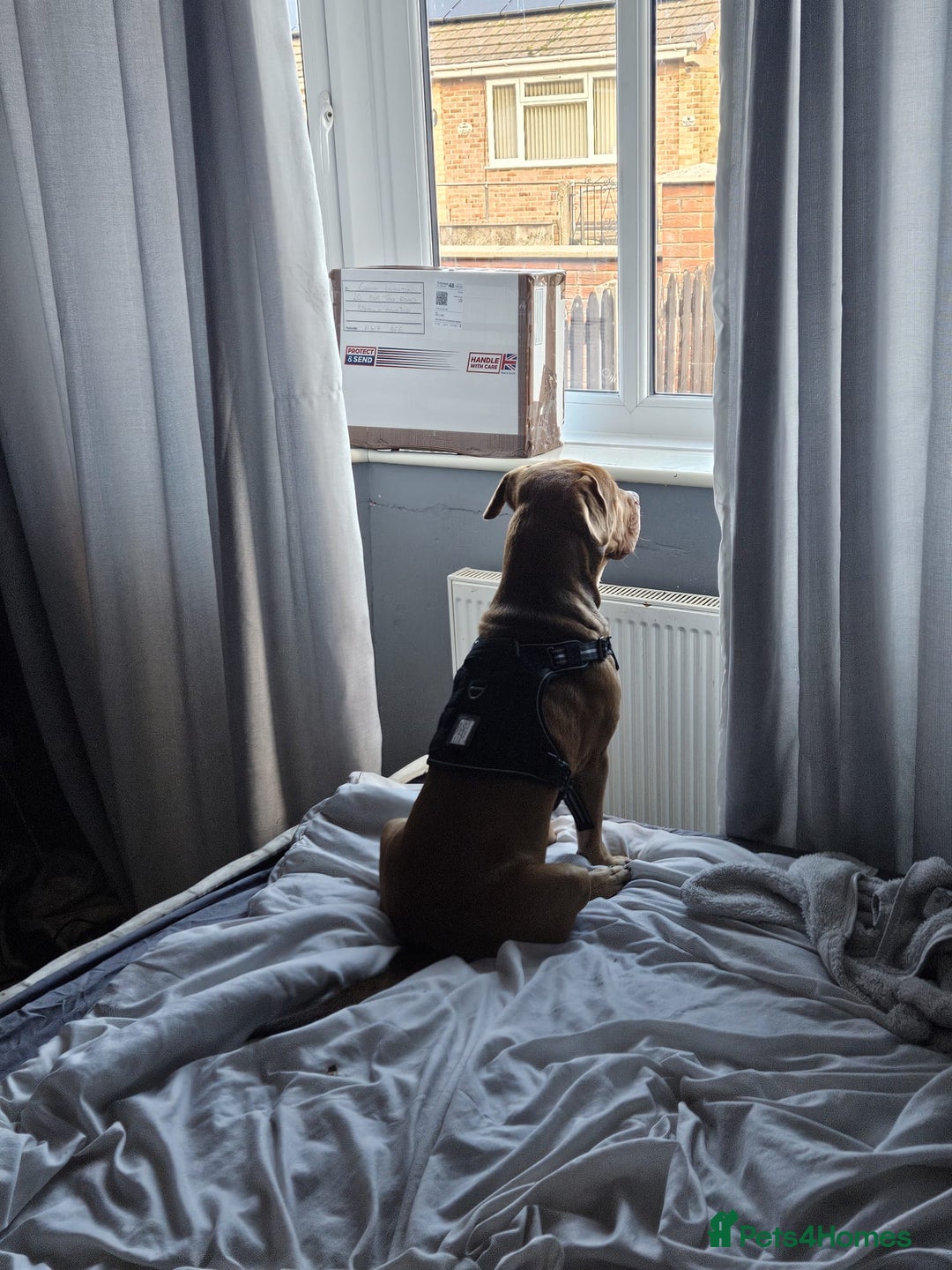 Mixed Breed dogs for sale: Medium size dog  - Image 5