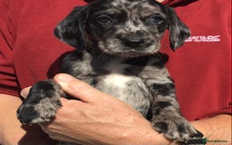Cockerdor dogs for sale: AMAZING COCKERDOR/COCKADOR PUPPIES - Image 10
