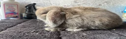 Mini Lop rabbits for sale: Mini lop - Advert 4