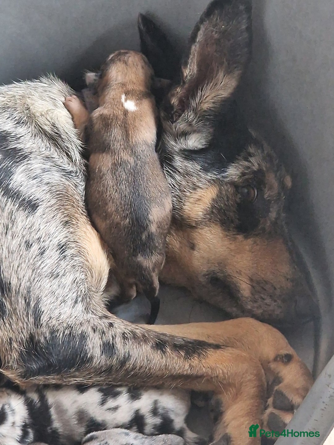 Mixed Breed dogs for sale: Kelpie x Collie Puppies  - Image 16