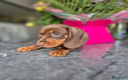 Dachshund dogs for sale: READY TO LEAVE Miniature dachshund puppies PRA CLR - Image 24