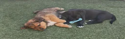 Central Asian Shepherd dogs for sale: Central Asian Shepard - Advert 2