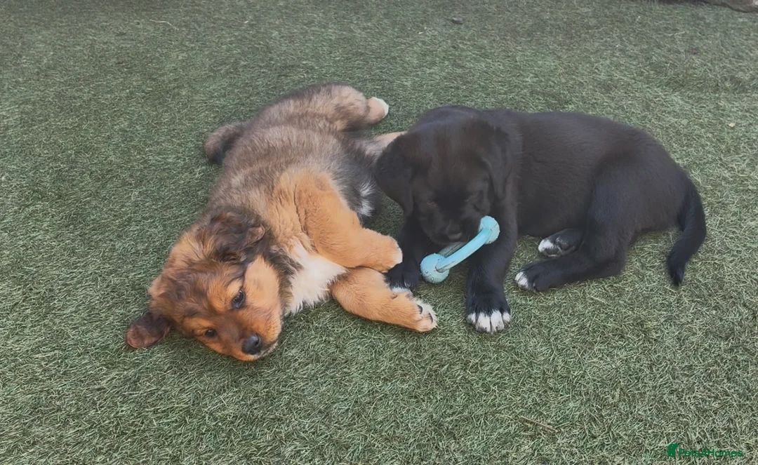 Central Asian Shepherd dogs for sale: Central Asian Shepard - Advert 2