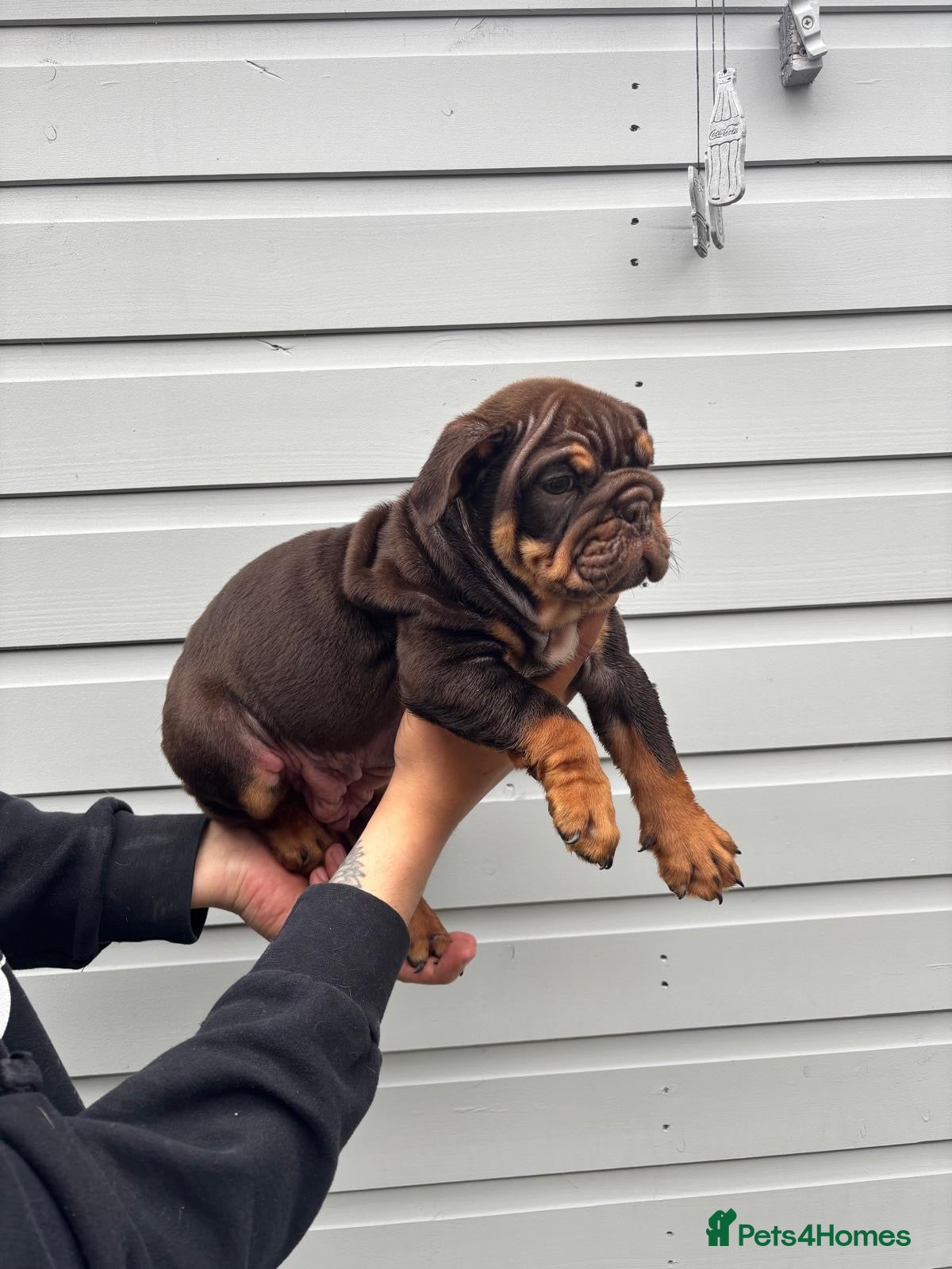English Bulldog dogs for sale:  English Bulldogs DWKC 🧬🏆 Final reduction! - Advert 8