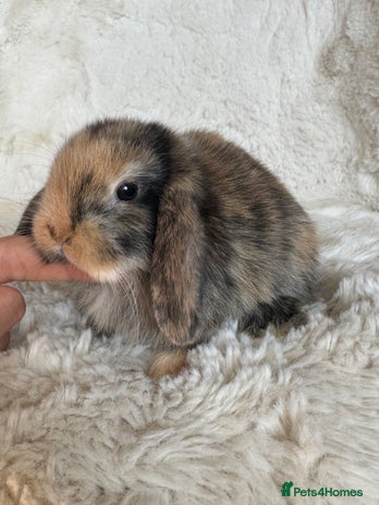 Mini Lop rabbits in Chard - Advert 15