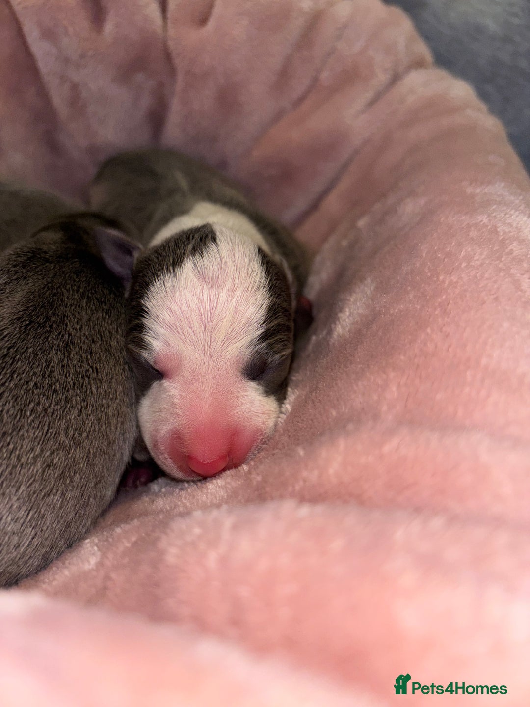 Mixed Breed dogs for sale: Whippet x Italian Greyhound Puppies  - Advert 6