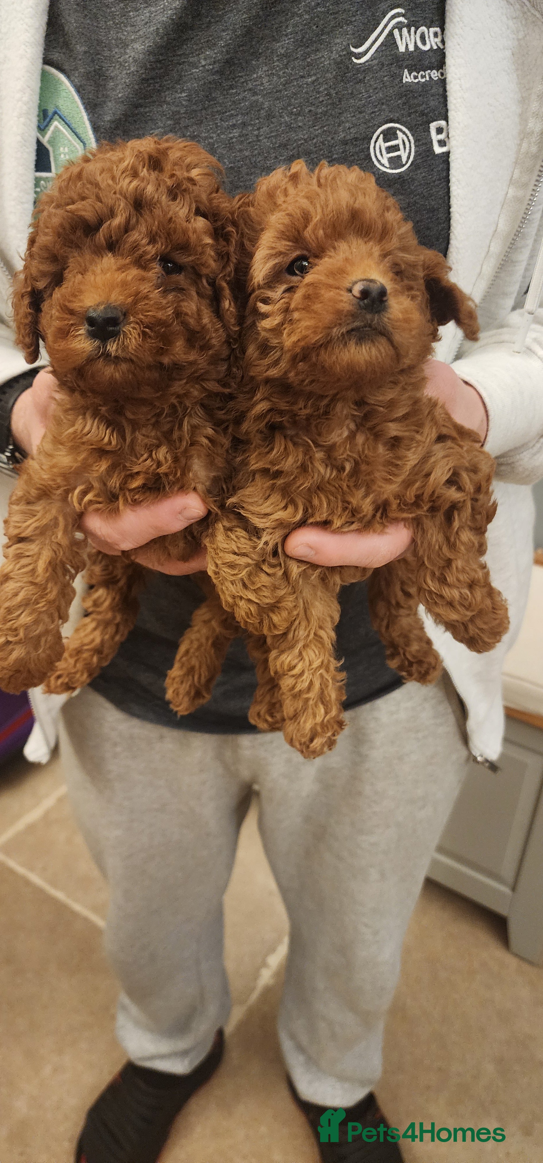 Labradoodle dogs 🐾 Beautiful F2b Mini Labradoodle Puppies  - Advert 8