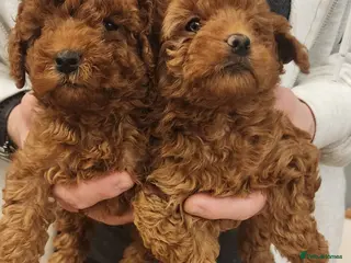 Labradoodle dogs 🐾 Beautiful F2b Mini Labradoodle Puppies - Advert 8