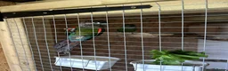 Conures birds for sale: Pearly conures  - Advert 4