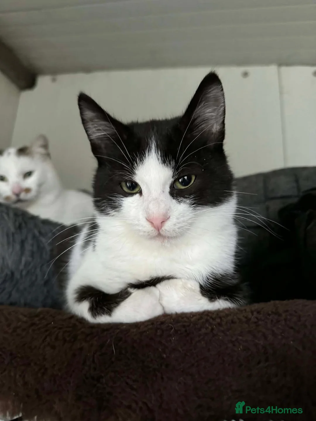 Mixed Breed cats for adoption: Bernie - Guildford surrey  - Advert 1