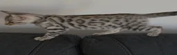 Bengal cats for sale: Outstanding Tica registered pure bengal kitten's - Advert 38