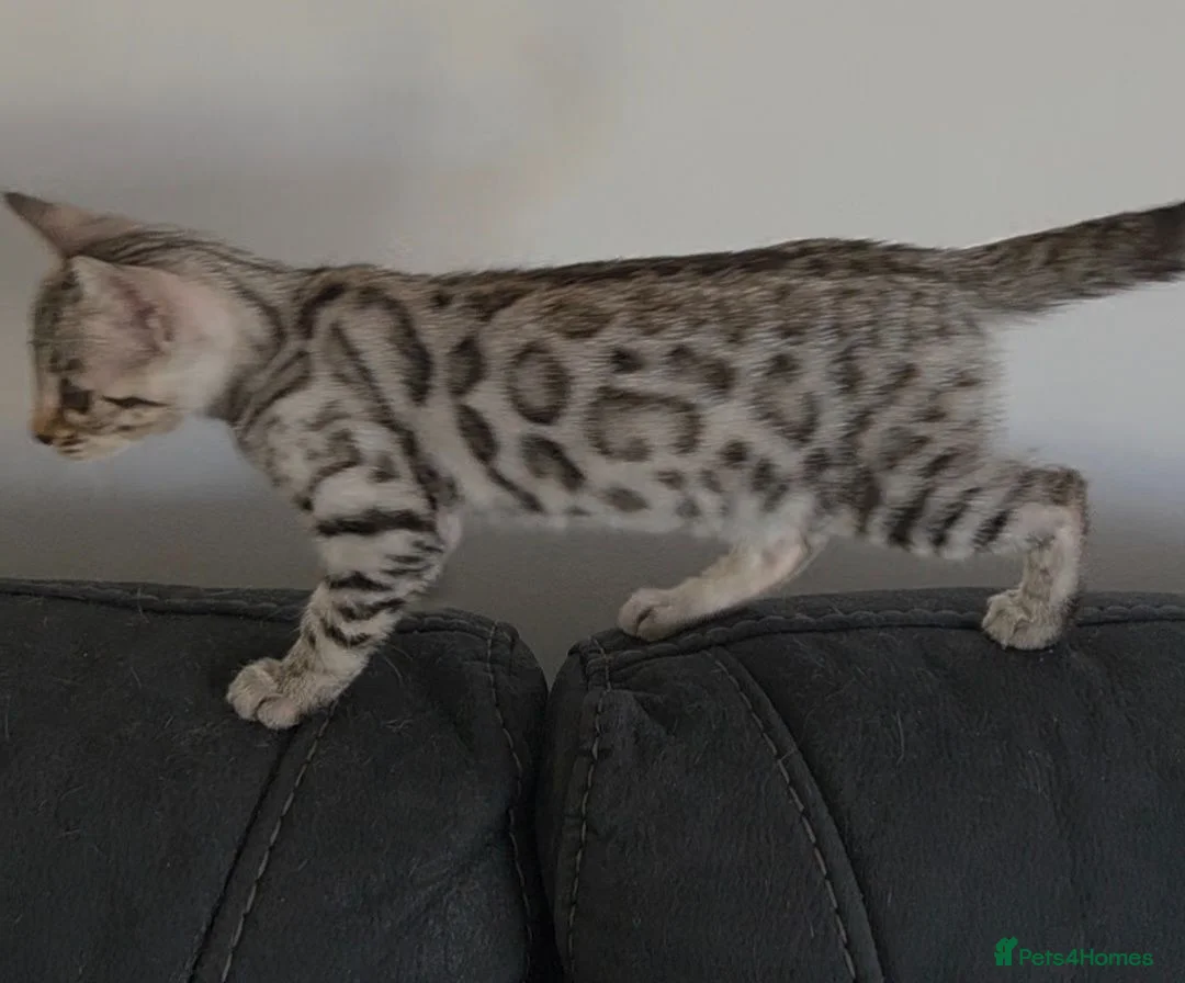 Bengal cats for sale: Outstanding Tica Show quality bengal kitten's - Advert 41