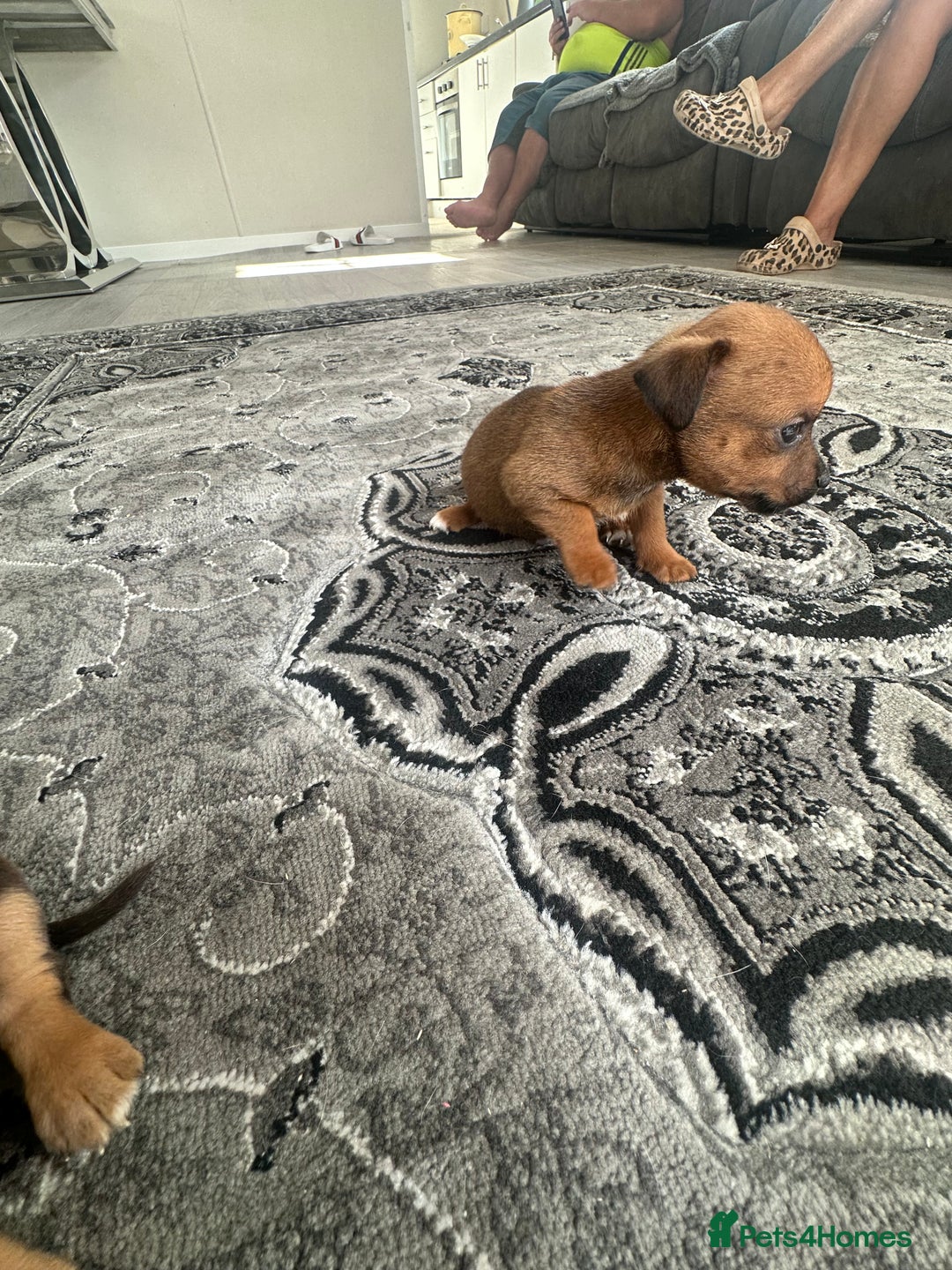 Jack Russell dogs for sale: 4. Beautiful Jack Russell. Pups - Image 9