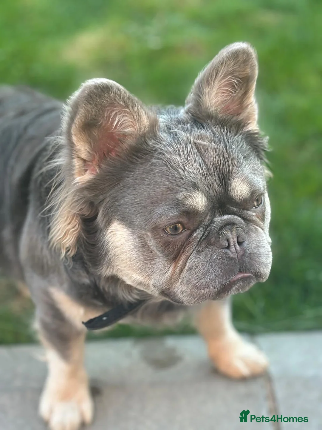 French Bulldog dogs for stud: Ernie the fluffy Frenchie for stud - Advert 3