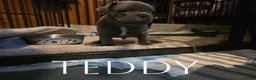 French Bulldog dogs for sale: 4 Male French Bulldog Puppies  - Advert 25