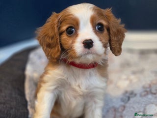 Cavalier King Charles Spaniel dogs FULLY HEALTH TESTED PARENTS KC REG MALE PUPPY - Advert 5