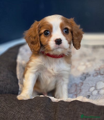 Cavalier King Charles Spaniel dogs FULLY HEALTH TESTED PARENTS KC REG MALE PUPPY - Advert 3