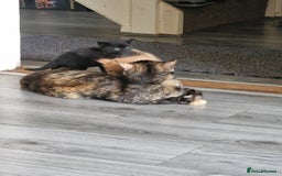 Mixed Breed cats for sale: 1 beautiful male kitten last of the litter  - Image 17