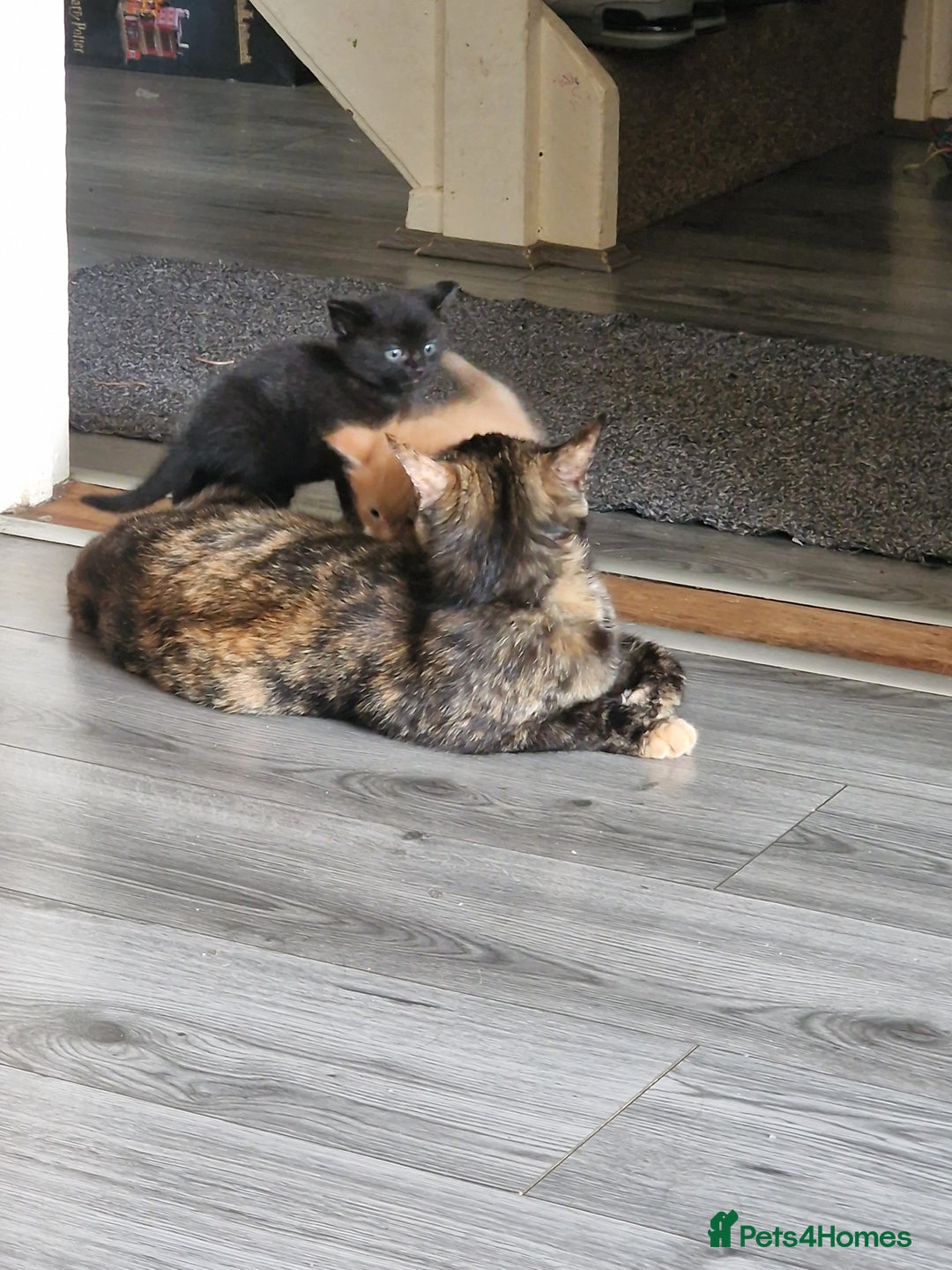 Mixed Breed cats for sale: 1 beautiful male kitten last of the litter  - Image 17