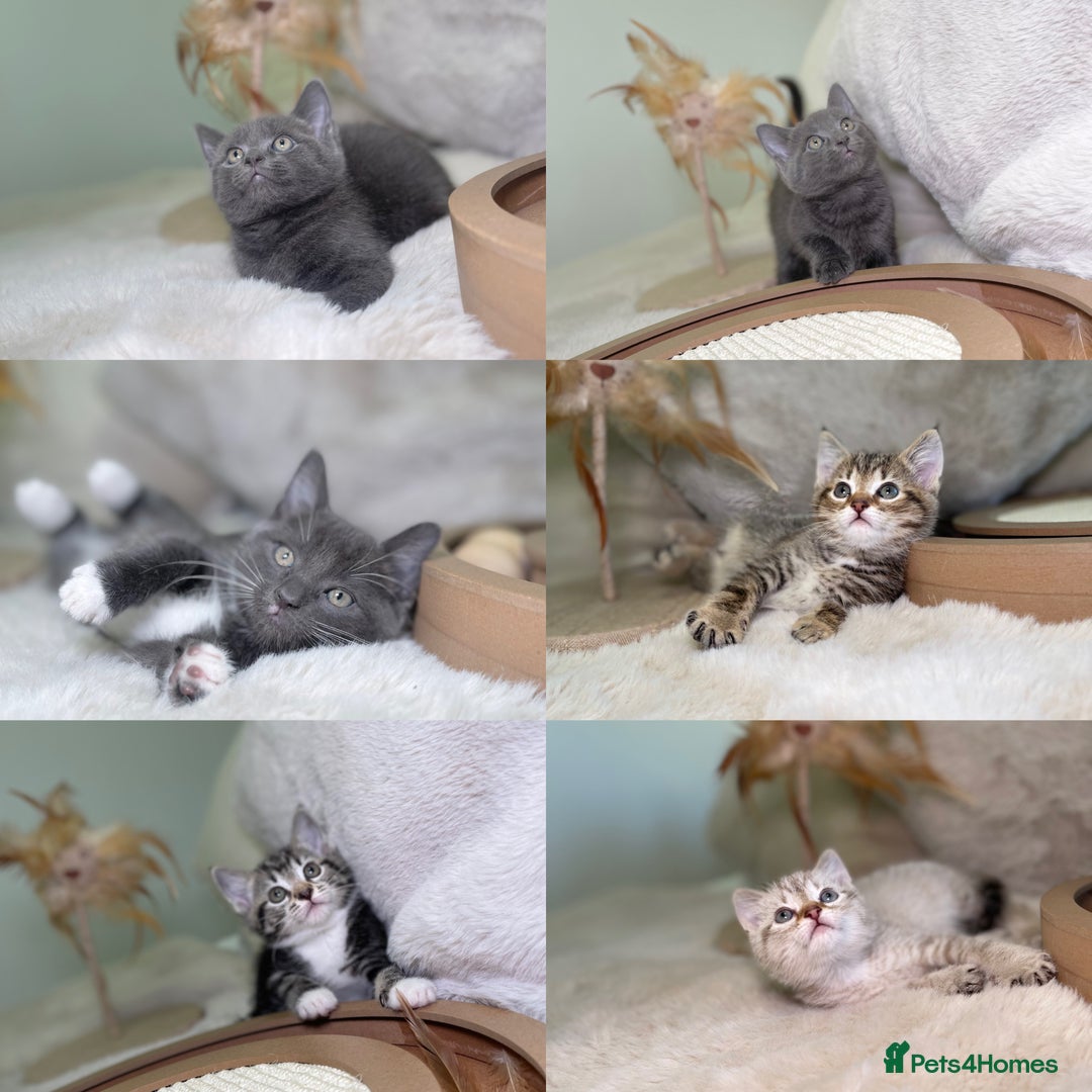 Mixed Breed cats for sale: Stunning kittens ready now  - Advert 1