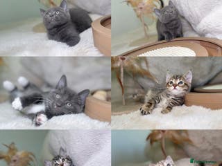 Mixed Breed cats Stunning kittens ready now - Advert 3