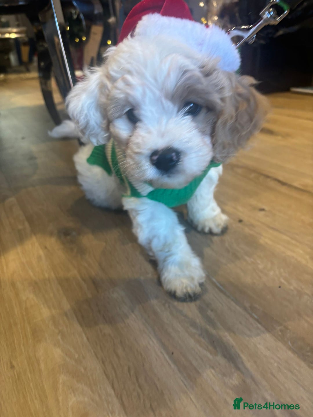 Cavapoochon dogs for sale: Cavapoochon  - Advert 6