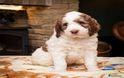Bernedoodle dogs for sale: F1b Bernedoodle Puppies - Image 7