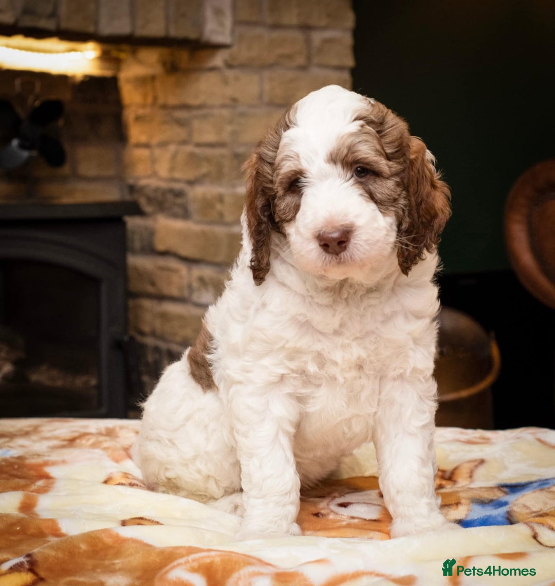 Bernedoodle dogs for sale: F1b Bernedoodle Puppies - Image 7