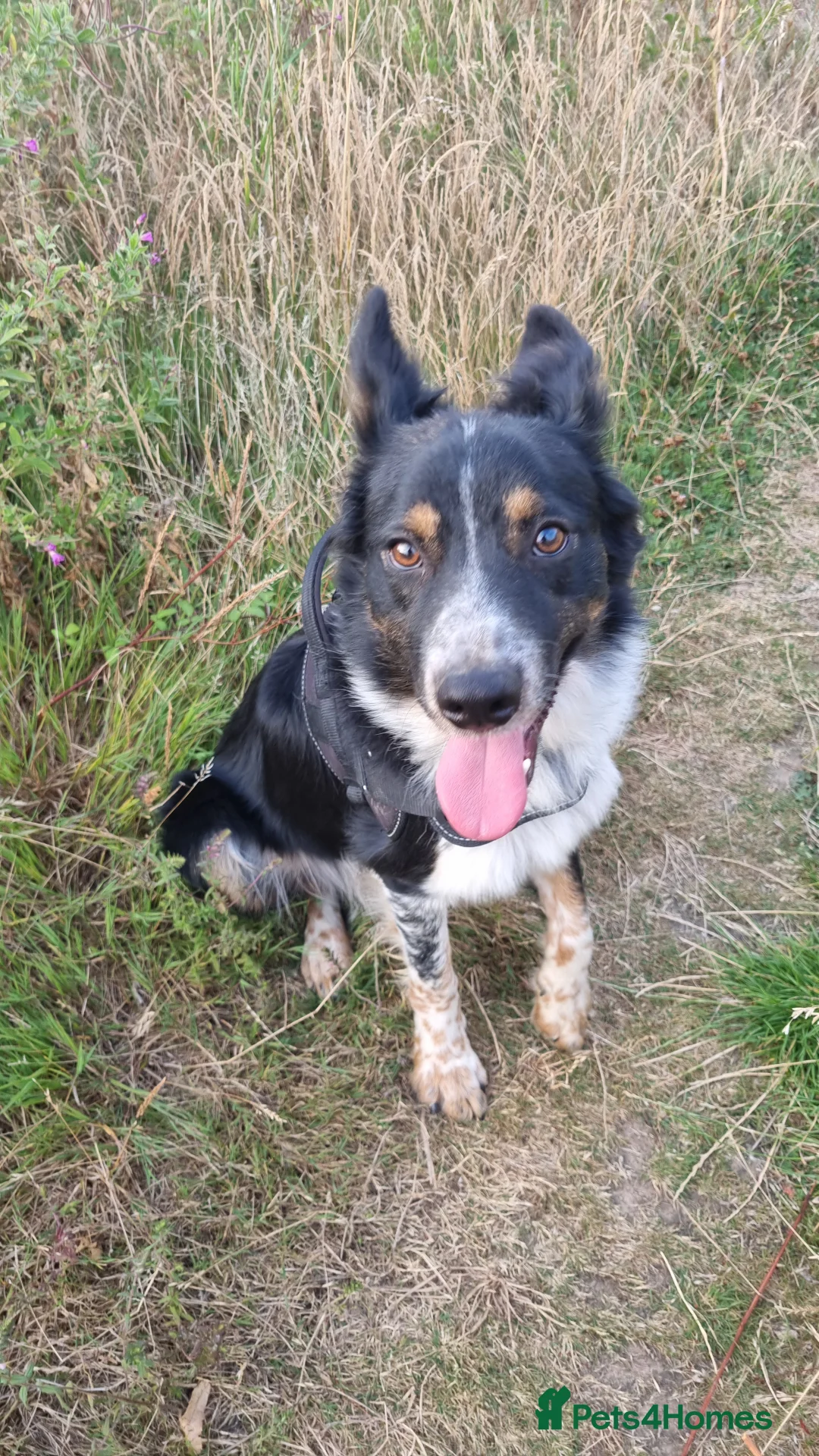 Border Collie dogs for sale: Bailey!  - Advert 4