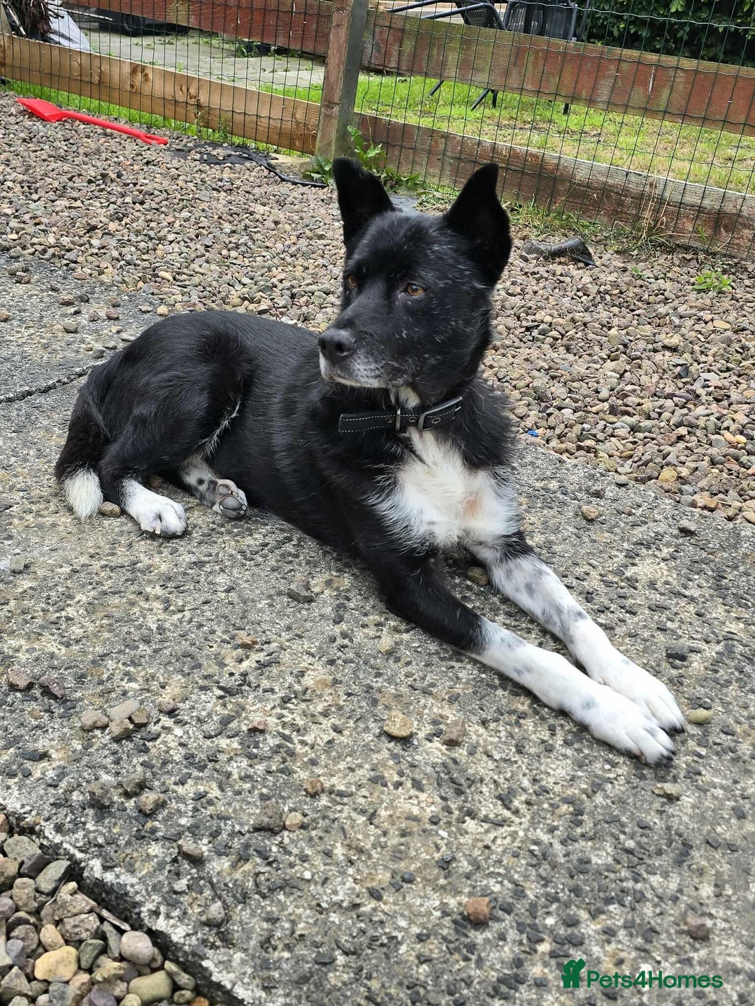 Mixed Breed dogs for adoption: Freckles is ready to find a family! - Advert 12