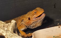Bearded Dragon reptiles for sale: Male breaded dragon 1 year old - Image 6