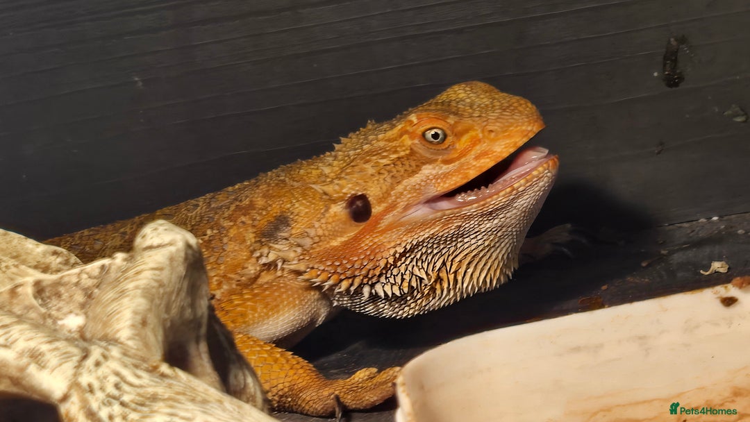 Bearded Dragon reptiles for sale: Male breaded dragon 1 year old - Image 6