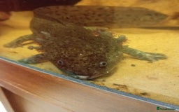 Axolotl reptiles for sale: Axolotls - Image 3