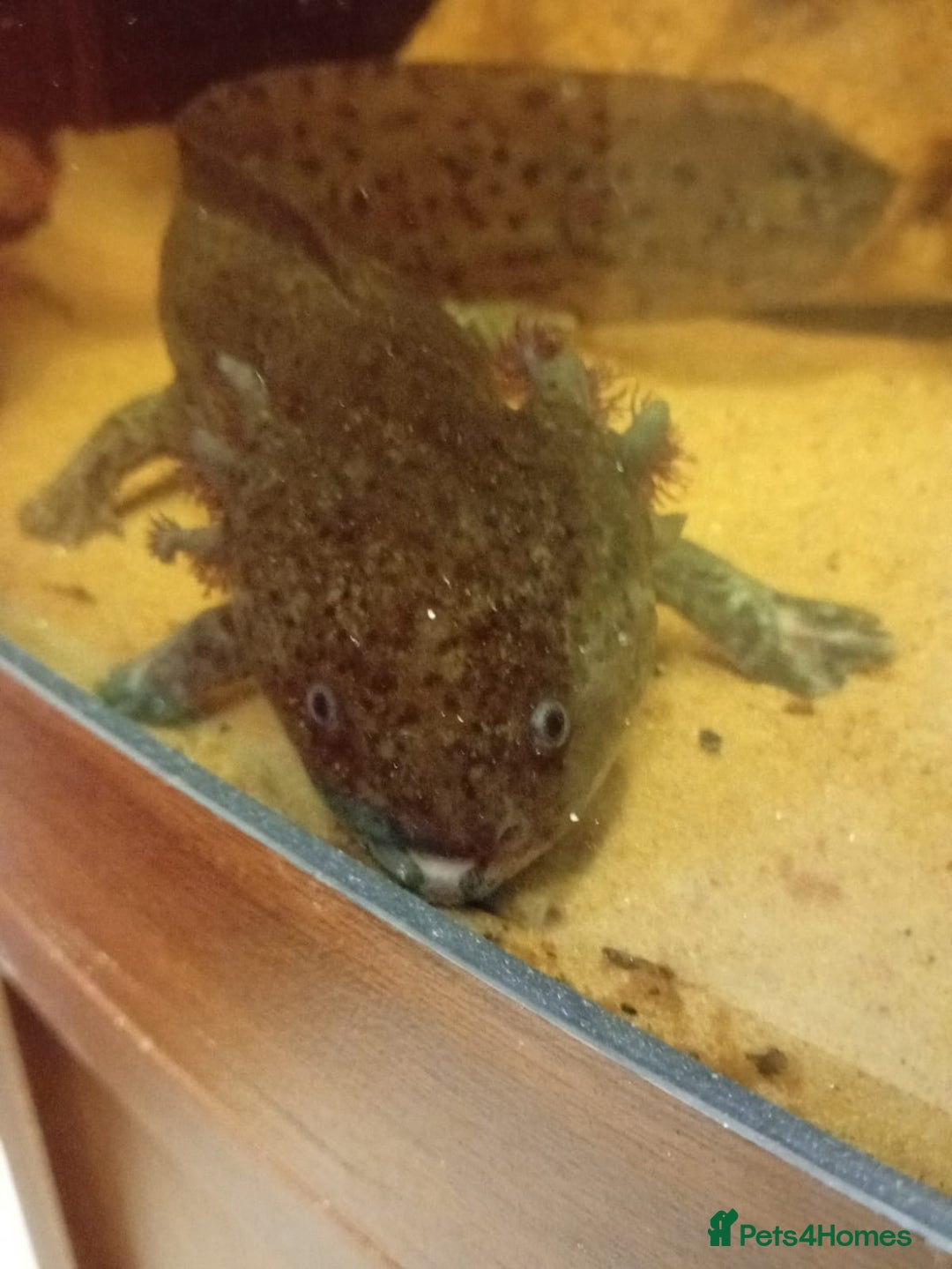 Axolotl reptiles for sale: Axolotls - Image 3