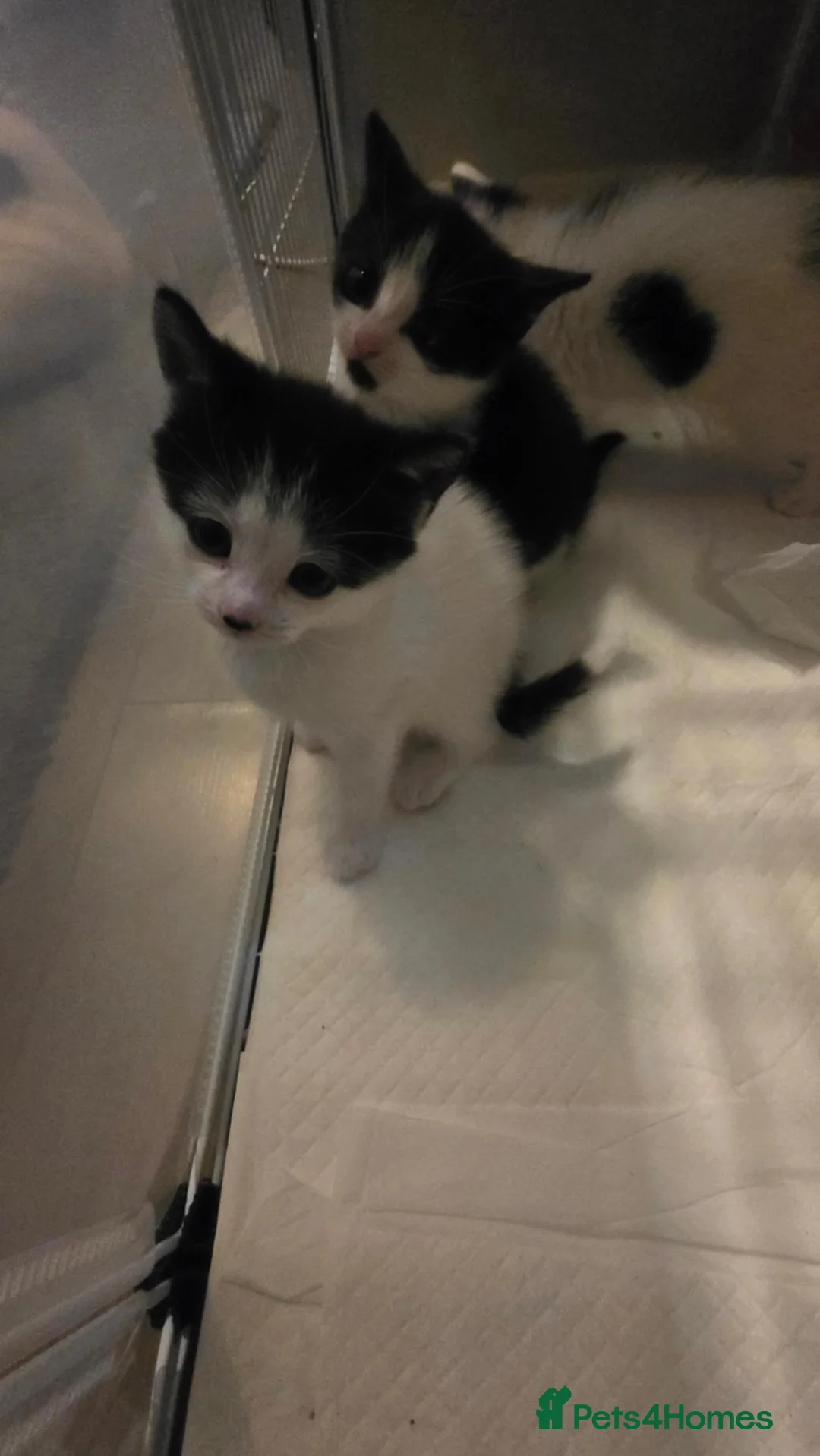 Mixed Breed cats for sale: 2 male 1 female kitten in Burnley - Advert 2
