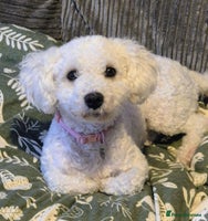 Mixed Breed dogs Bishon frise/Maltese puppies - Advert 9