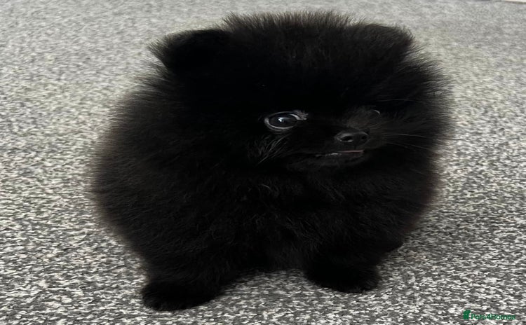 Pomeranian dogs - Advert 1