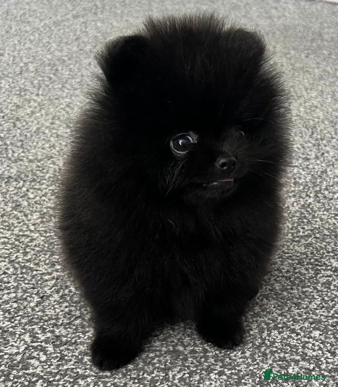 Pomeranian dogs for sale: Adorable Black Pomeranian Readyto Steal Your Heart - Image 1