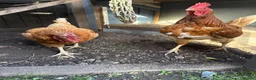 Chickens poultry for sale: Poole in Poole - Advert 3