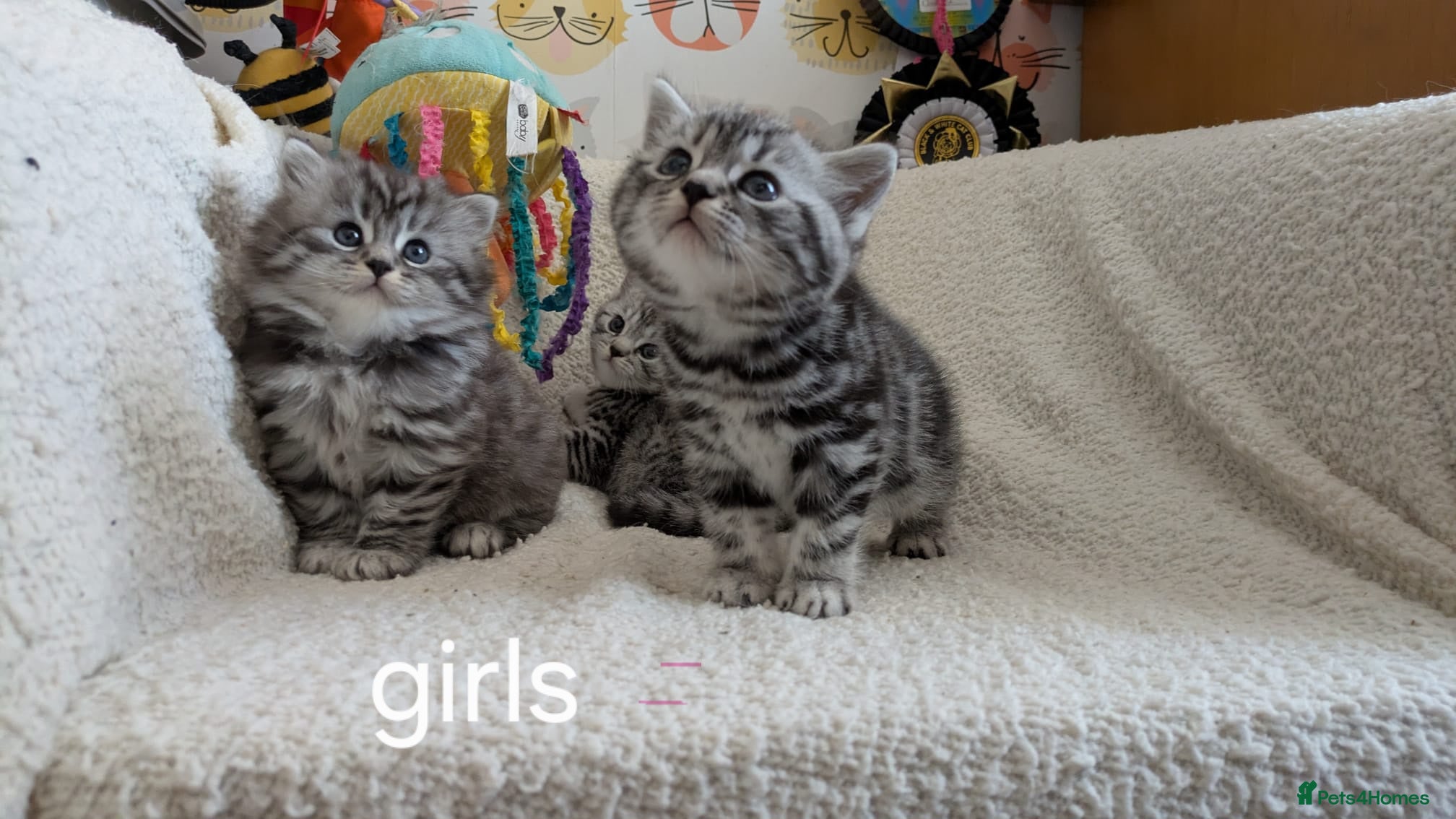 British Shorthair cats GCCF registered British Shorthair silver Tabby - Advert 4