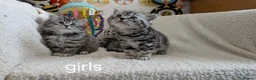 British Shorthair cats for sale: GCCF registered British Shorthair silver Tabby - Advert 1