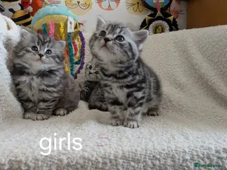 British Shorthair cats GCCF registered British Shorthair silver Tabby - Advert 12